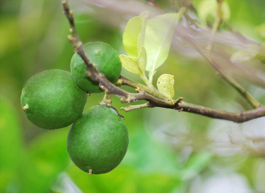 Howes Percival Agriculture Limes