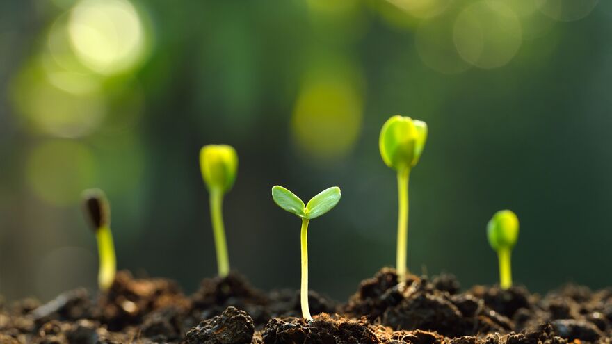 Seeds Sprouting Venture Capital