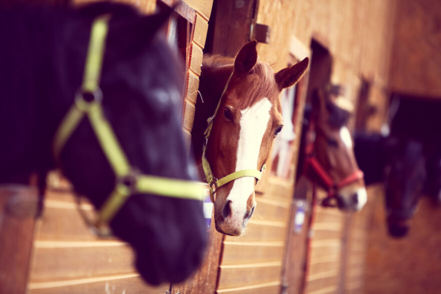 10 Things to Consider Before taking on Equestrian Premises - Howes Percival