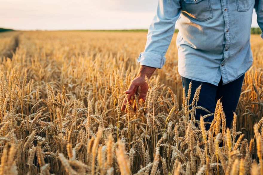 Man walking through field
